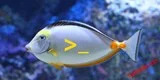 Инсталиране на Fish Shell на Ubuntu