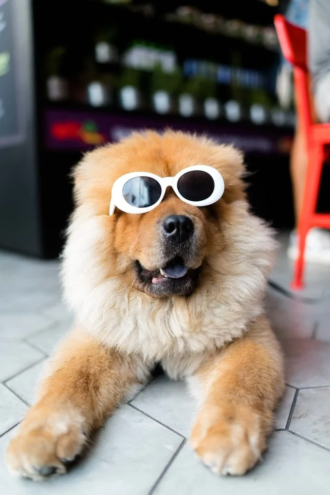 Připojení Android nebo iPhone k Furbo Dog Camera