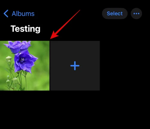 IOS 16 fotoudskæring virker ikke?  Sådan rettes på 8 måder