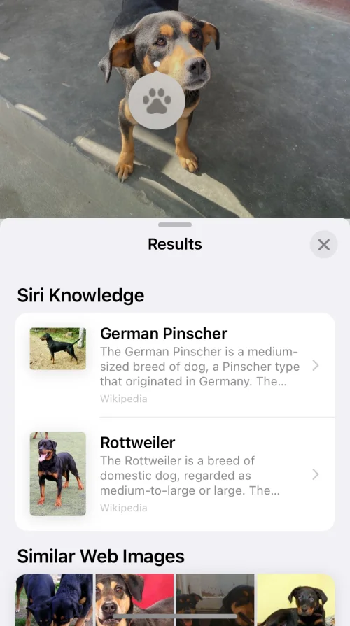 A Visual Look Up nem működik iPhone-on?  7 módszer a javításra