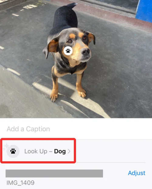 A Visual Look Up nem működik iPhone-on?  7 módszer a javításra