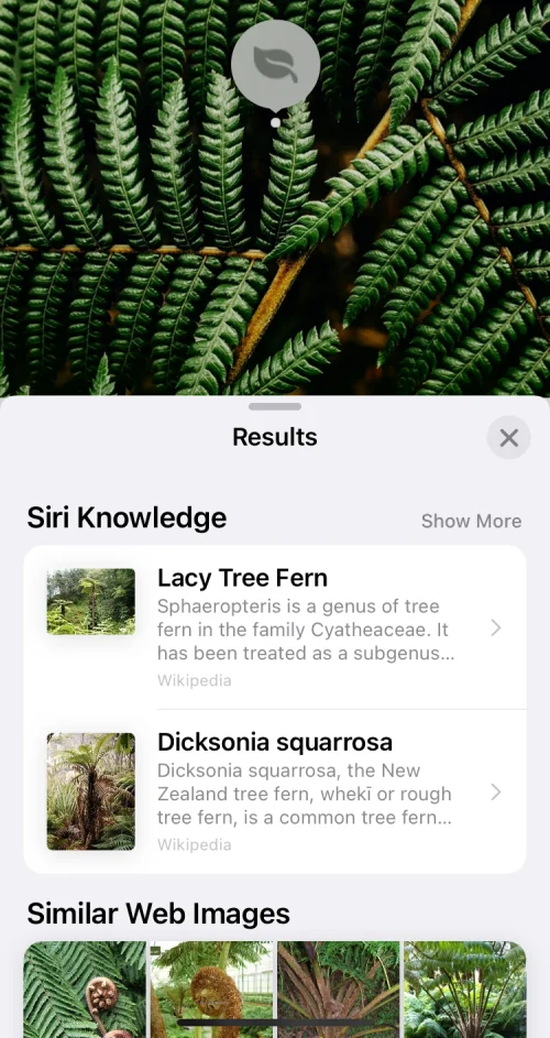 A Visual Look Up nem működik iPhone-on?  7 módszer a javításra