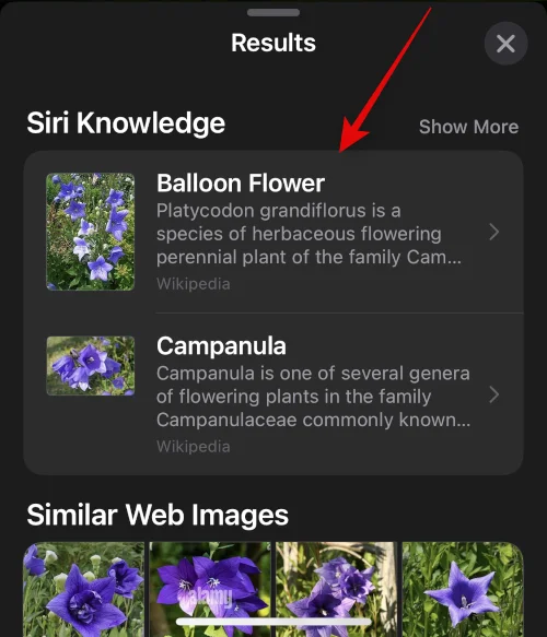 IOS 16 fotoudskæring virker ikke?  Sådan rettes på 8 måder