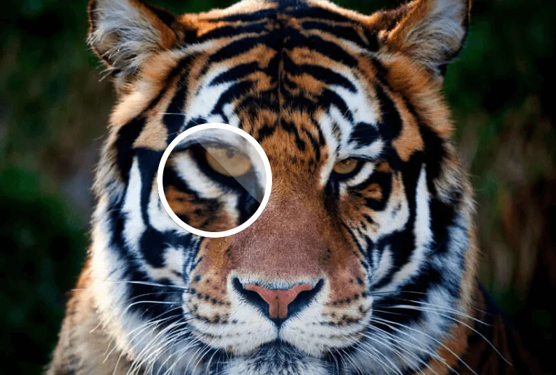 Sådan øges opløsningen af ​​billedet uden Photoshop