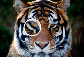 Как да увеличите разделителната способност на изображението без Photoshop