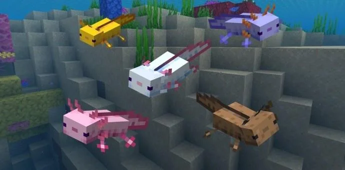 Πώς να αναπαράγετε το Axolotl στο Minecraft