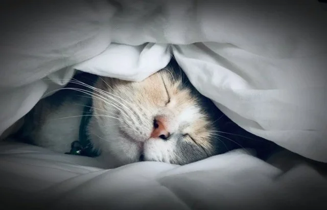 Sådan rettes fejlen "Netværksadapter ikke fundet" i Windows 10