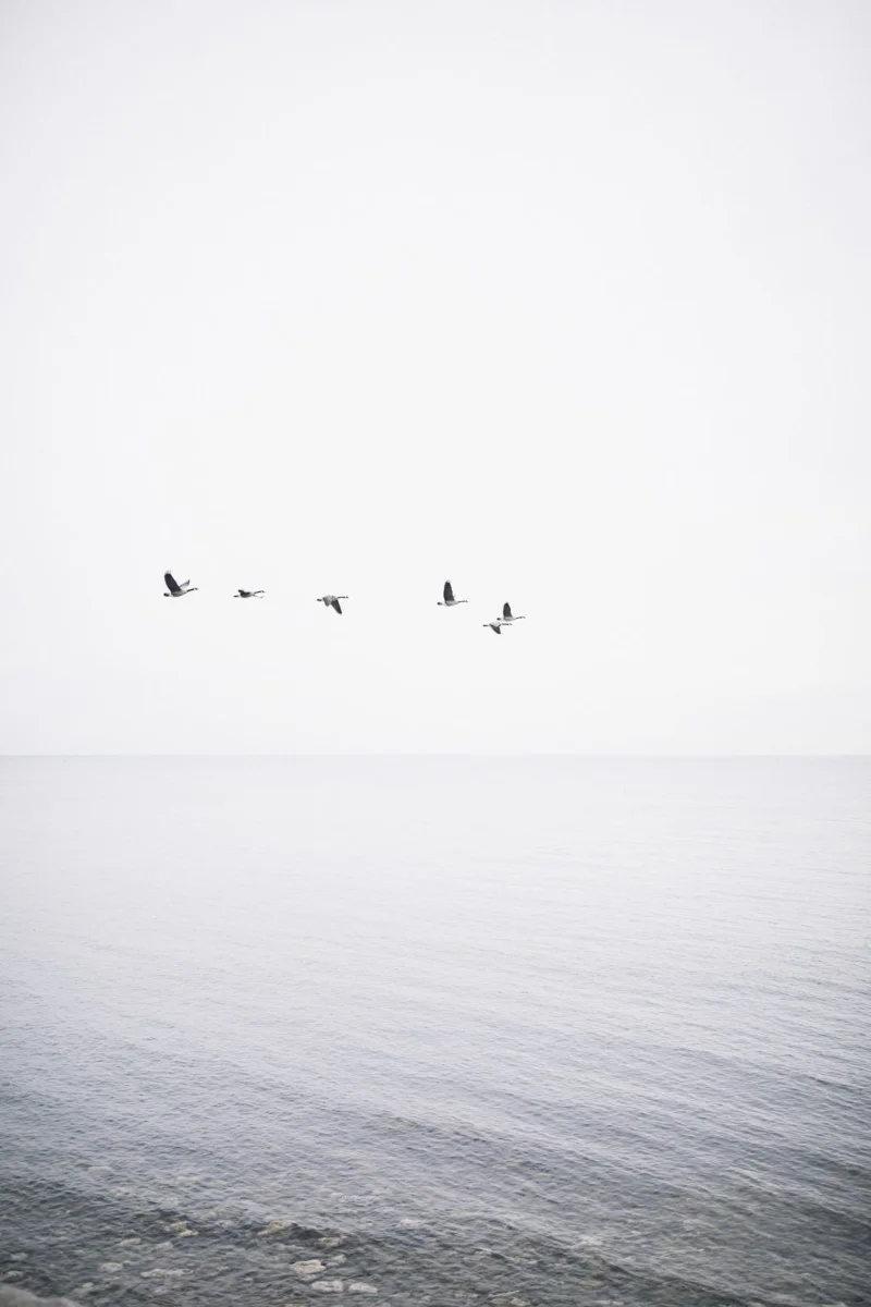 Білі шпалери, гарні білі шпалери