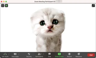 Zoom Cat Filter: Jak jej získat, zapnout a vypnout
